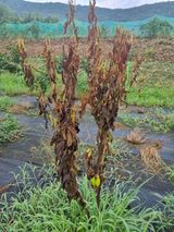 팜모닝 기타작물·자유게시판 게시글 이미지