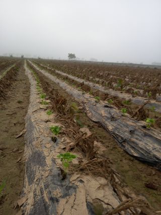 이영수님의 들깨 · 자유게시판 작성글 사진
