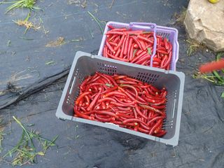 유경희님의 고추 · 일상 작성글 사진