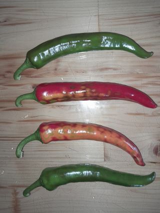 행복의집1592님의 고추 · 병해충상담 작성글 사진