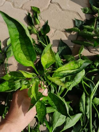 행복의집1592님의 고추 · 병해충상담 작성글 사진