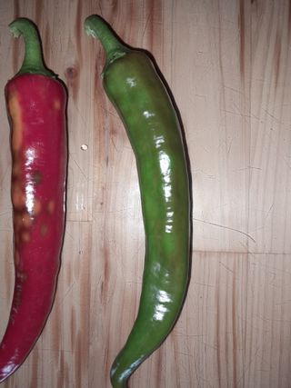 행복의집1592님의 고추 · 병해충상담 작성글 사진