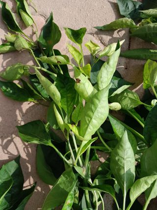 행복의집1592님의 고추 · 병해충상담 작성글 사진