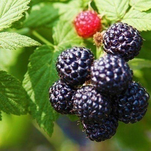 장터 상품 [햇 복분자 생과  10키로] 썸네일