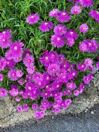 한정술님의 수해 농가 응원 같이해요 · 참여 작성글 사진