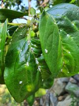 팜모닝 감·병해충상담 게시글 이미지