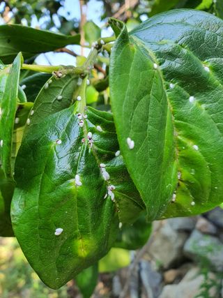 꼬맹님의 감 · 병해충상담 작성글 사진