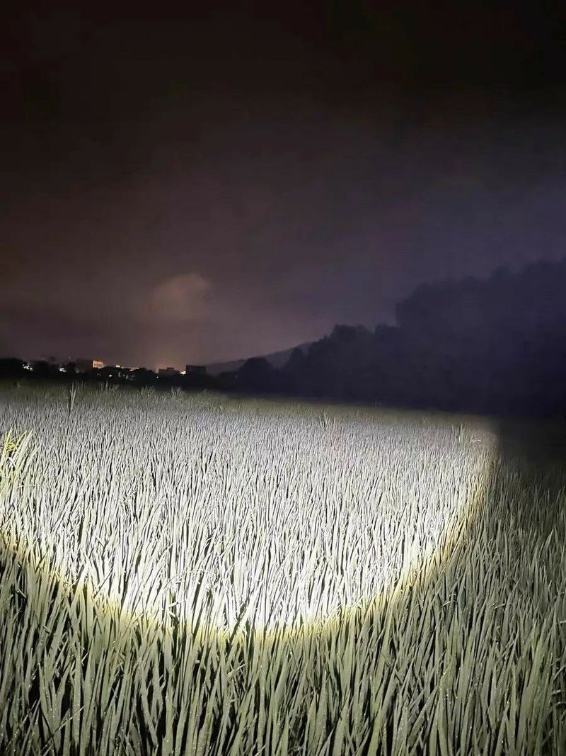 조수철님의 장터 판매 상품 [💥몬스터 "줌"다기능 사이드렌턴 후레쉬👍] 첨부 사진