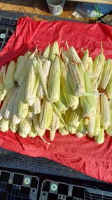 팜모닝 고추·병해충상담 게시글 이미지