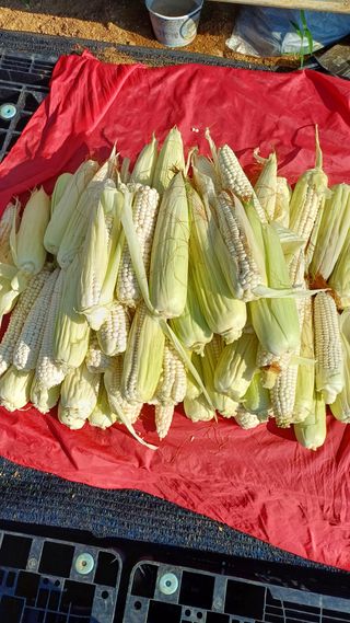 박순덕님의 고추 · 병해충상담 작성글 사진