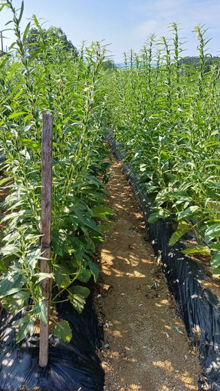 박순덕님의 고추 · 병해충상담 작성글 사진