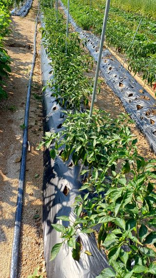 박순덕님의 고추 · 병해충상담 작성글 사진