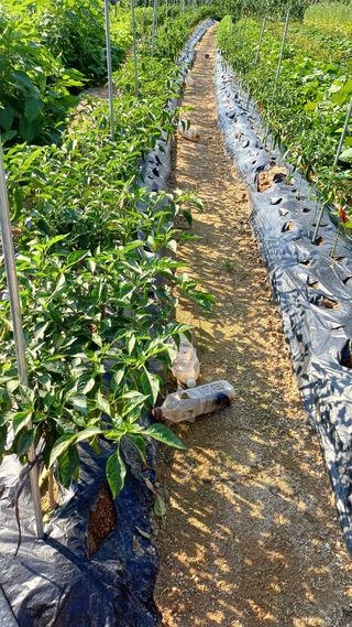 박순덕님의 고추 · 병해충상담 작성글 사진