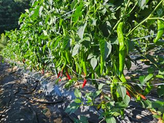 정용일님의 고추 · 일상 작성글 사진