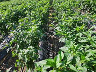 정용일님의 고추 · 일상 작성글 사진