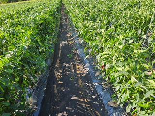 정용일님의 고추 · 일상 작성글 사진