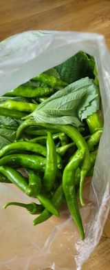 팜모닝 자유주제·자유게시판 게시글 이미지