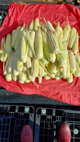 팜모닝 옥수수·영농일지 게시글 이미지