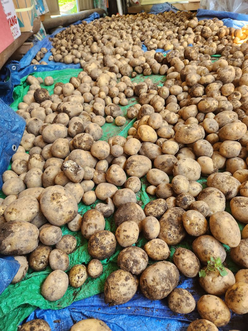 윤미선(농경채인증님의 장터 판매 상품 [감자20키로] 첨부 사진