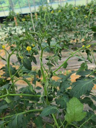 나우리농장님의 토마토 · 병해충상담 작성글 사진