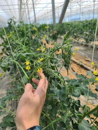 나우리농장님의 토마토 · 병해충상담 작성글 사진