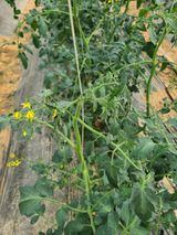 팜모닝 토마토·병해충상담 게시글 이미지