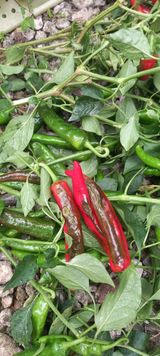 팜모닝 고추·일상 게시글 이미지