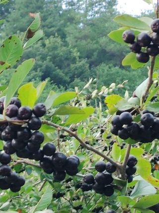 숲속의사나이님의 자유주제 · 자유게시판 작성글 사진