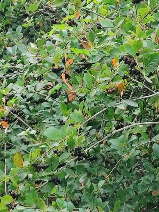 숲속의사나이님의 자유주제 · 자유게시판 작성글 사진