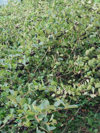 숲속의사나이님의 자유주제 · 자유게시판 작성글 사진