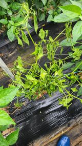 팜모닝 고추·병해충상담 게시글 이미지