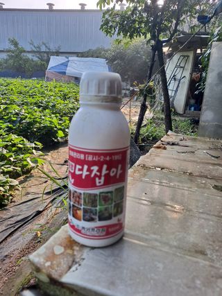 노성길님의 들깨 · 영농일지 작성글 사진