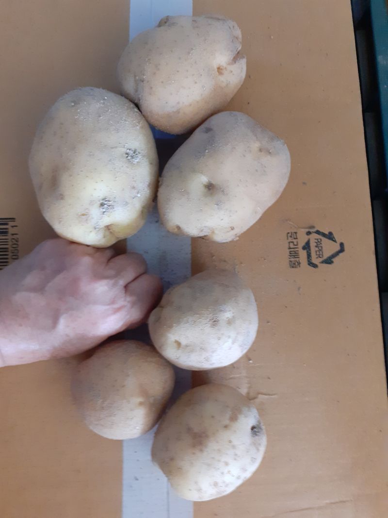 장터 상품 [감자20kg대.중.소] 썸네일