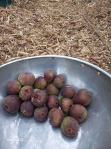 팜모닝 자유주제·자유게시판 게시글 이미지