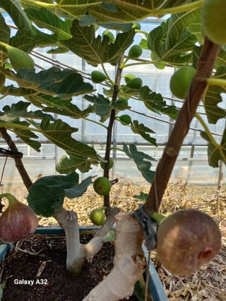 낙동농장님의 자유주제 · 자유게시판 작성글 사진