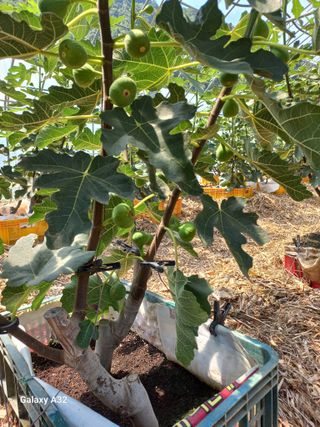 낙동농장님의 자유주제 · 자유게시판 작성글 사진