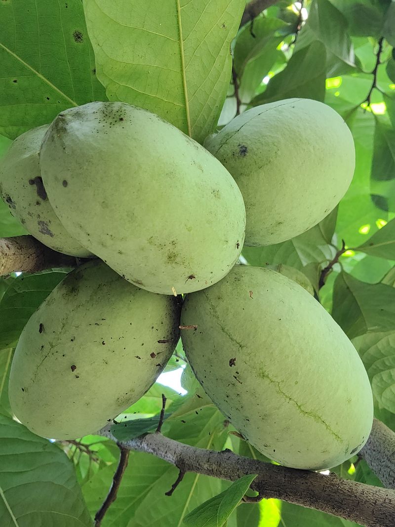 장터 상품 [포포열매] 썸네일