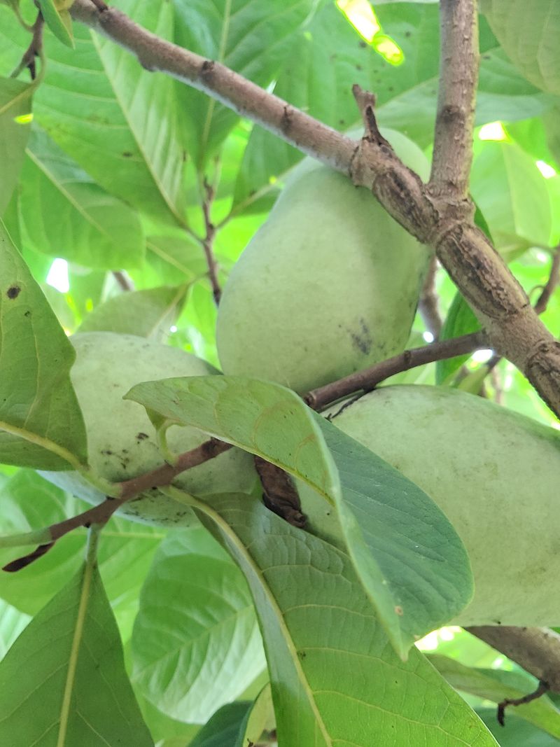 김안식~납작복숭아님의 장터 판매 상품 [포포열매] 첨부 사진
