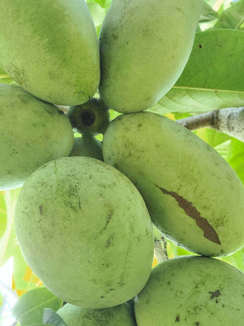 김안식~납작복숭아님의 장터 판매 상품 [포포열매] 첨부 사진