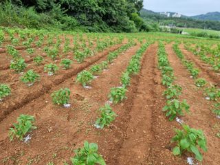 우희태님의 들깨 · 영농일지 작성글 사진