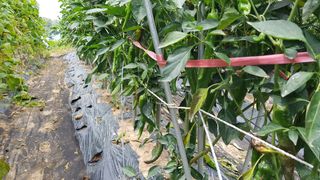 김경형님의 고추 · 비료•농약 작성글 사진