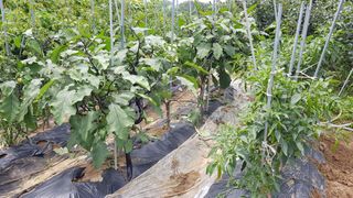 김경형님의 고추 · 비료•농약 작성글 사진