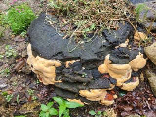 농막쥔님의 자유주제 · 건의해요 작성글 사진