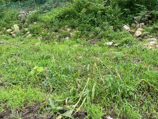 도곡님의 자유주제 · 자유게시판 작성글 사진