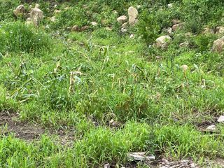 도곡님의 자유주제 · 자유게시판 작성글 사진