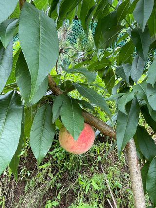 도곡님의 자유주제 · 자유게시판 작성글 사진