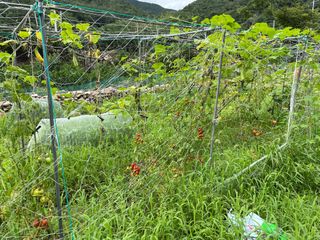 도곡님의 자유주제 · 자유게시판 작성글 사진