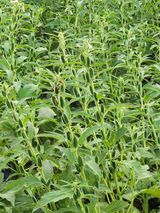 팜모닝 참깨·자유게시판 게시글 이미지