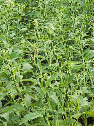 형익님의 참깨 · 자유게시판 작성글 사진