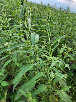 형익님의 참깨 · 자유게시판 작성글 사진